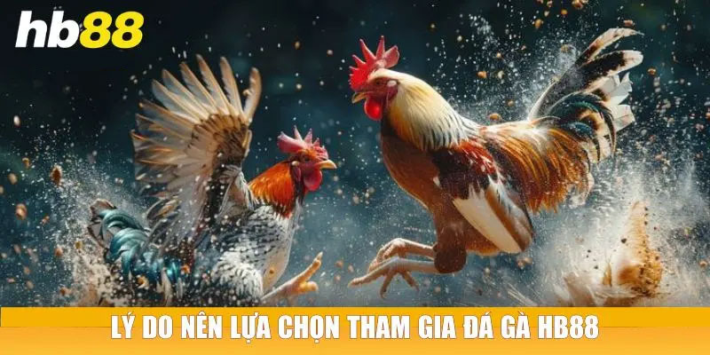 Những lợi ích nổi bật của đá gà Hb88 so với thị trường