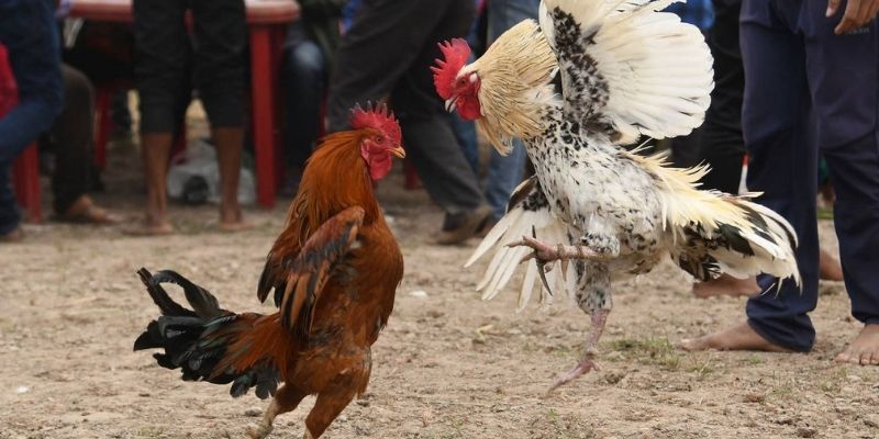 Người chơi chân chính sẽ chịu thiệt hại lớn nếu gặp phải thuốc đá gà bịp